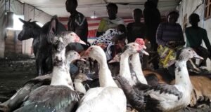 Agression rwandaise : Plus de 2.000 animaux victimes de la guerre pris en charge dans un camp de déplacés à Mugunga