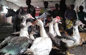 Agression rwandaise : Plus de 2.000 animaux victimes de la guerre pris en charge dans un camp de déplacés à Mugunga