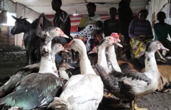 Agression rwandaise : Plus de 2.000 animaux victimes de la guerre pris en charge dans un camp de déplacés à Mugunga