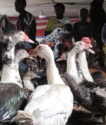 Agression rwandaise : Plus de 2.000 animaux victimes de la guerre pris en charge dans un camp de déplacés à Mugunga