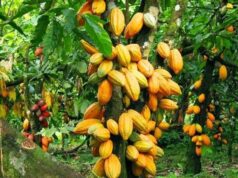 Agriculture : Les exportateurs de café et cacao du Nord-Kivu menacés de perdre le marché européen café et cacao du Nord-Kivu