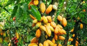 Agriculture : Les exportateurs de café et cacao du Nord-Kivu menacés de perdre le marché européen café et cacao du Nord-Kivu