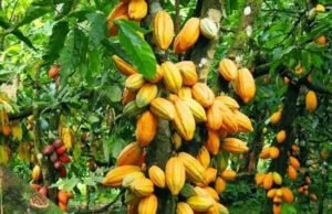 Agriculture : Les exportateurs de café et cacao du Nord-Kivu menacés de perdre le marché européen café et cacao du Nord-Kivu