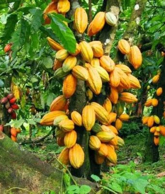 Agriculture : Les exportateurs de café et cacao du Nord-Kivu menacés de perdre le marché européen café et cacao du Nord-Kivu